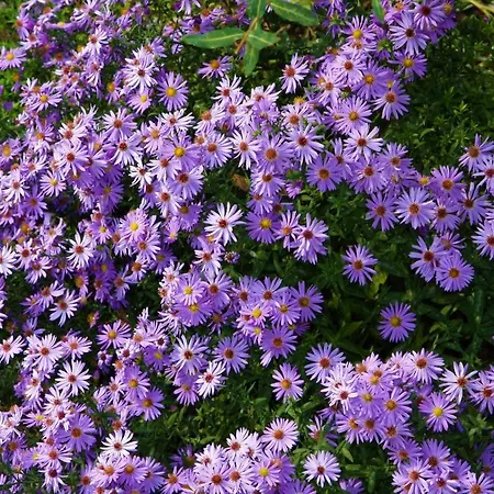 Penzion къща речен шепот