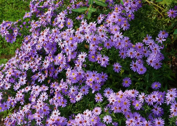 Affittacamere къща речен шепот